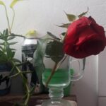 Crónica: la estúpida rosa o cómo dejar el amor en paz