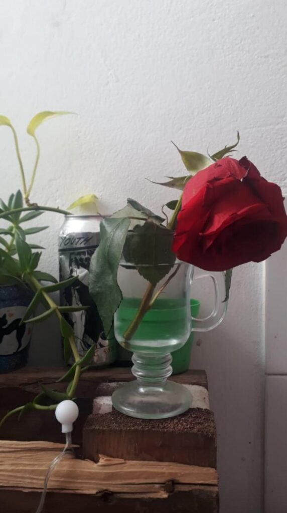 Crónica: la estúpida rosa o cómo dejar el amor en paz